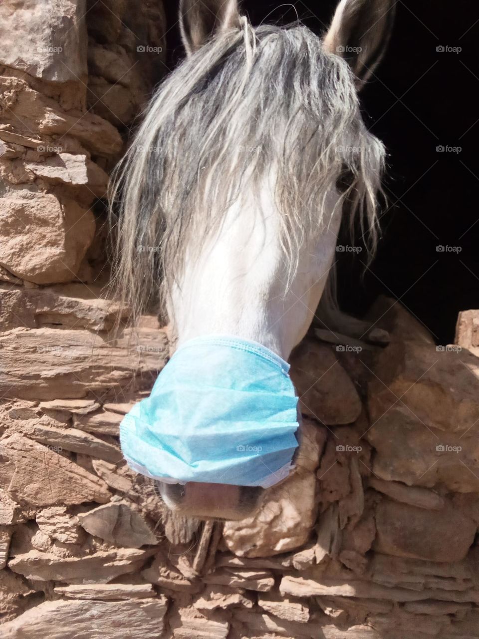A beautiful horse with thick hair stands in front of an old stone wall, wearing a blue mask on its mouth in a funny and unusual scene. The image reflects a mix of rustic charm and a humorous touch.