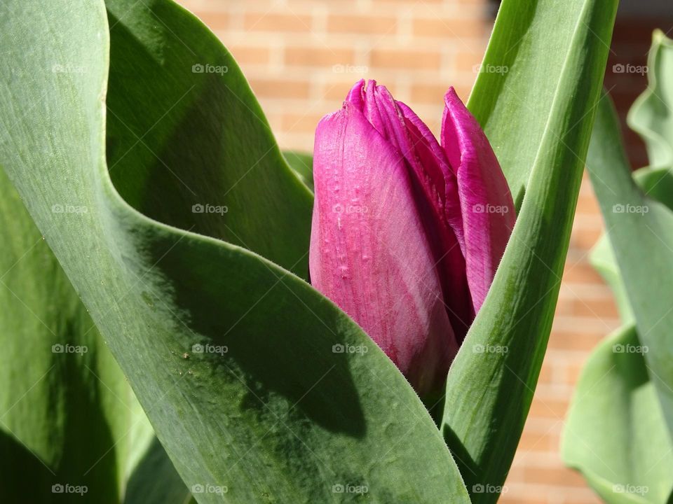 One tulip 