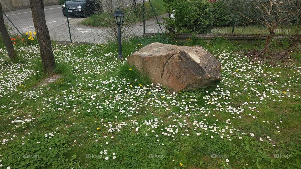 The rock in my garden