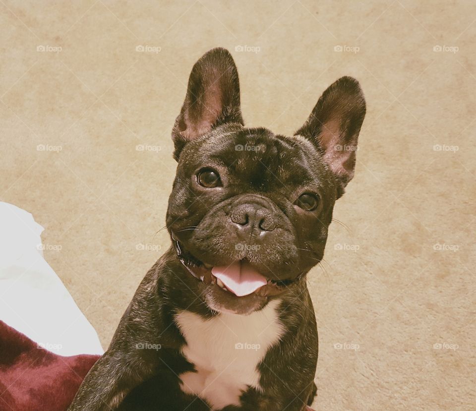 Tank the frenchie smiling with tongue out