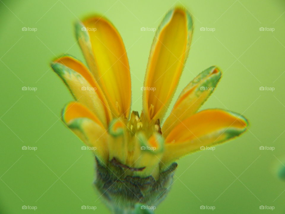 Yellow flower macro, small bloom opening against soft green background.
