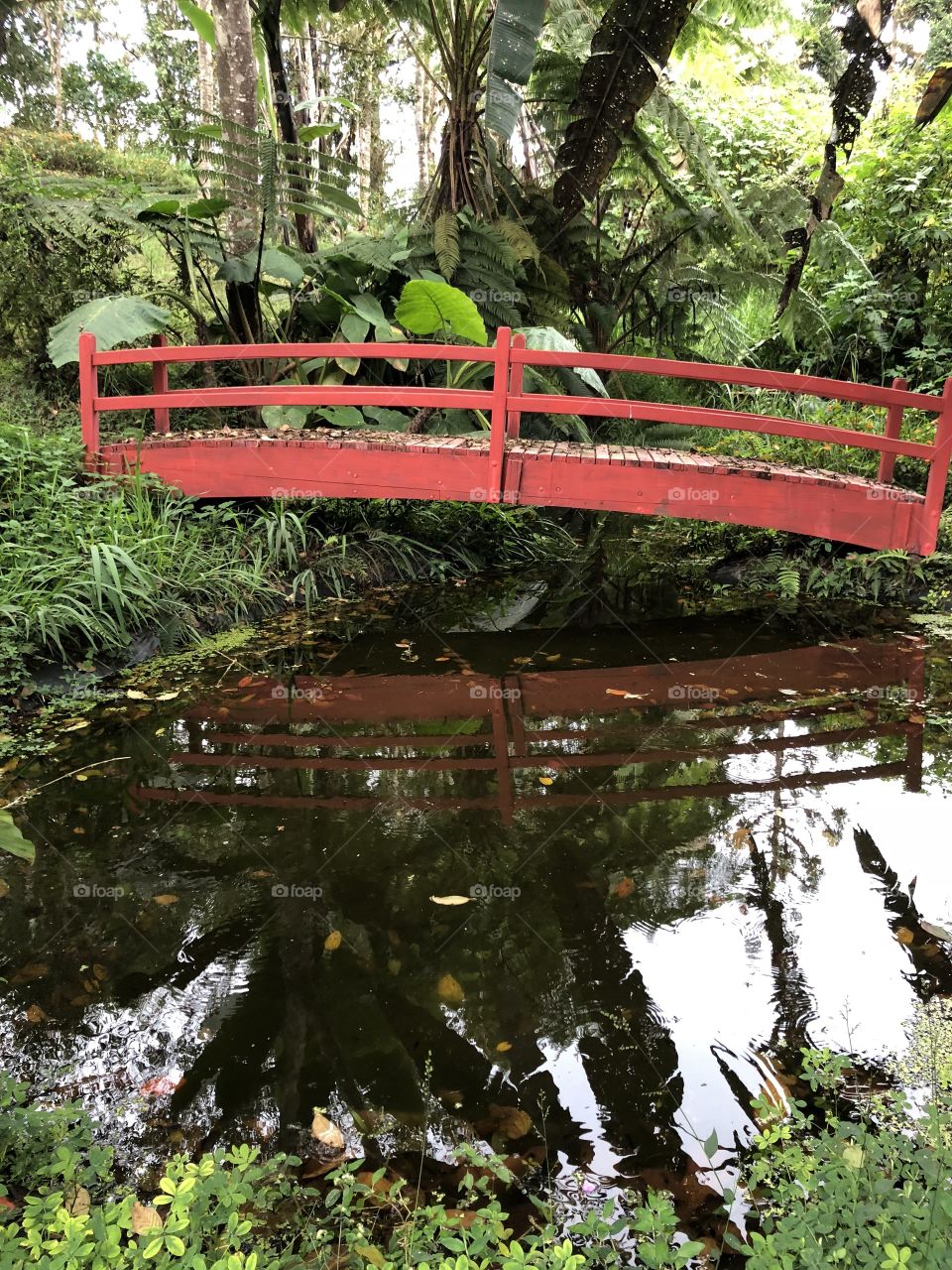 Bridge over pond in rain forest in Ecuador 