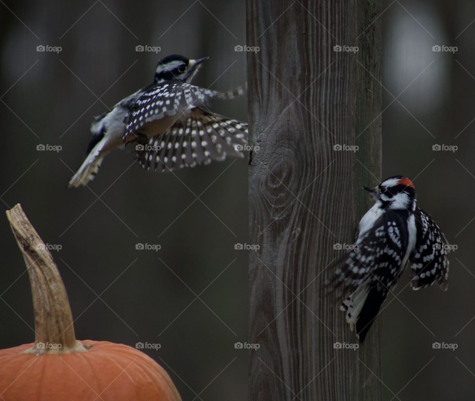 Two Autumn Downy Woodpeckers