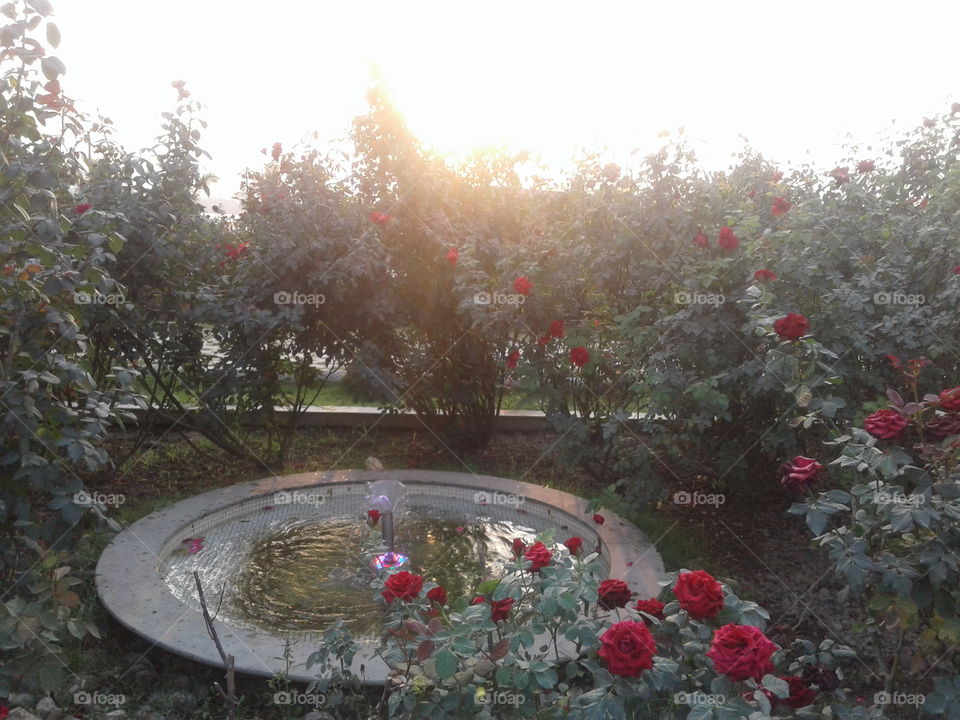 Rose garden in ecopark