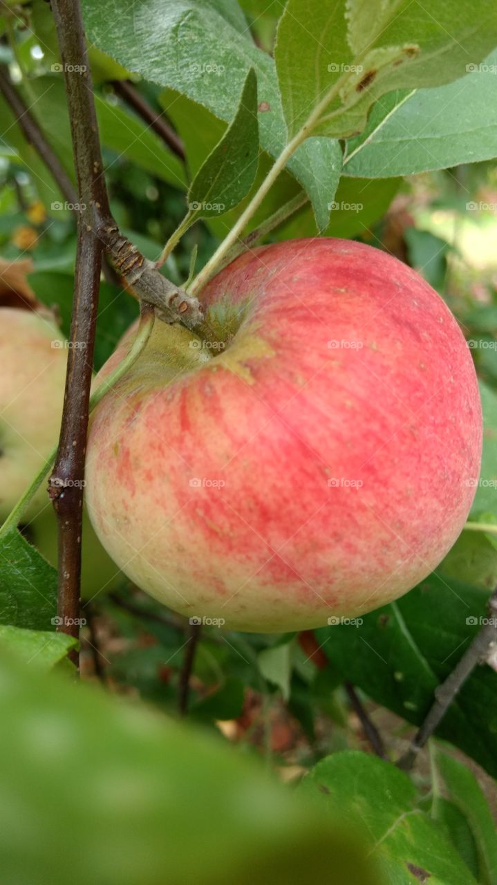 Macintosh apple