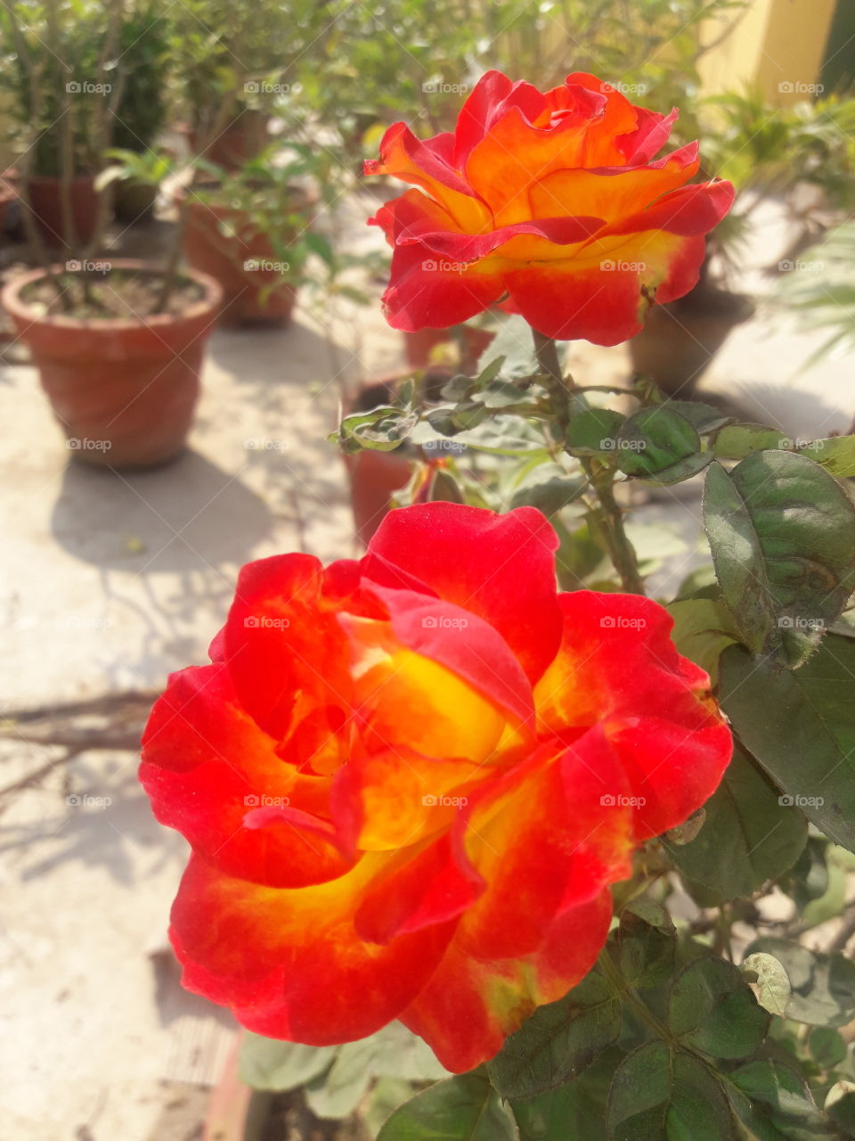 beautiful roses