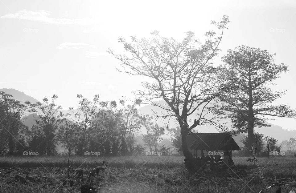 Beauty morning view landscape at the dryng rice field . The wood's category common grown tonthe field for years , and simply rest housing of farmer . They're people to discuss anything on mind or just gey plane what will going to do at the day .