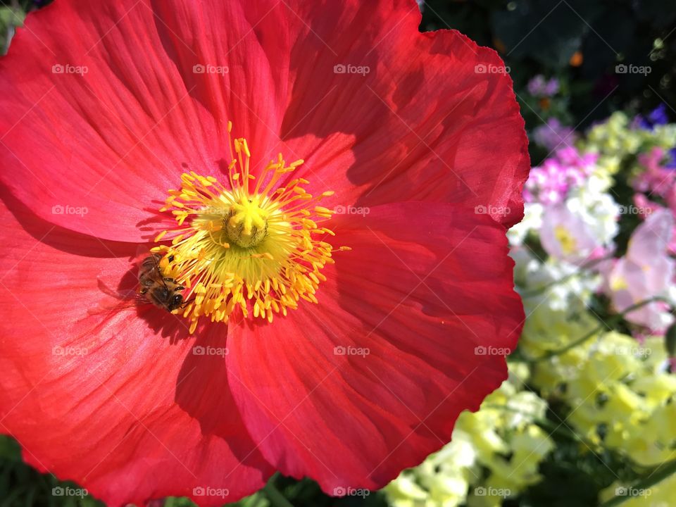 Bee in red poppy