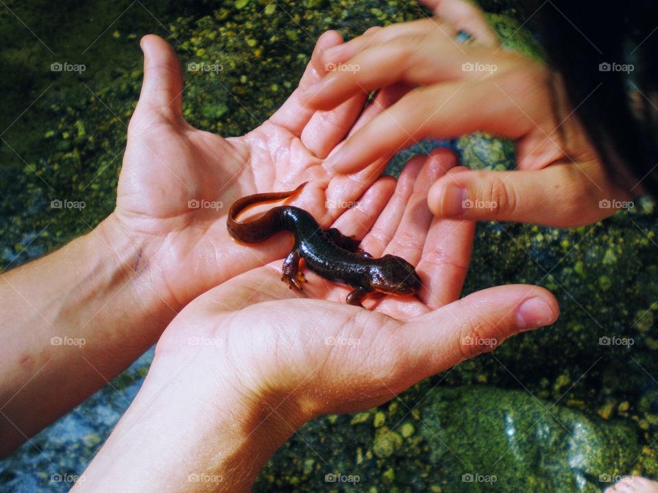 Closeup on salamander
