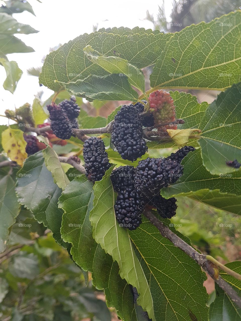 Beautiful fruits, who likes blackberry?
