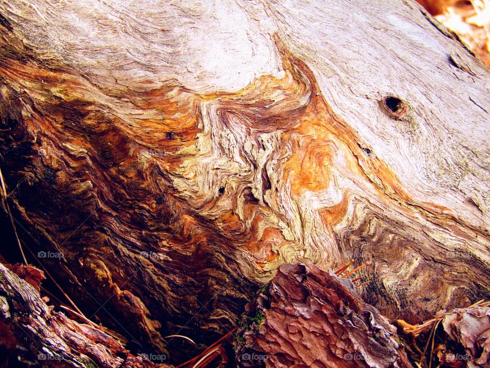 A partly bare tree trunk