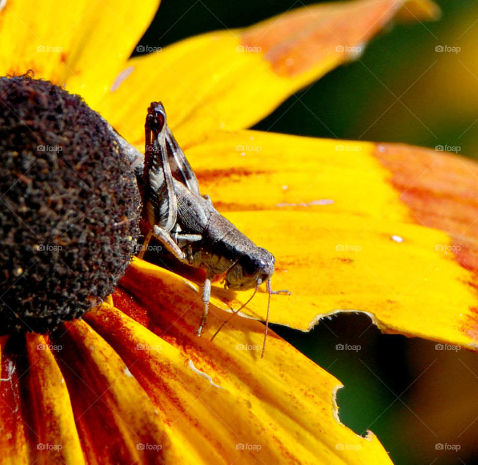 Summer Cricket Closeup