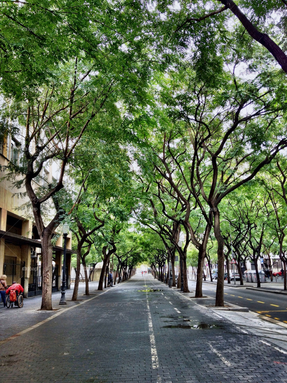 green spring trees path by rygod
