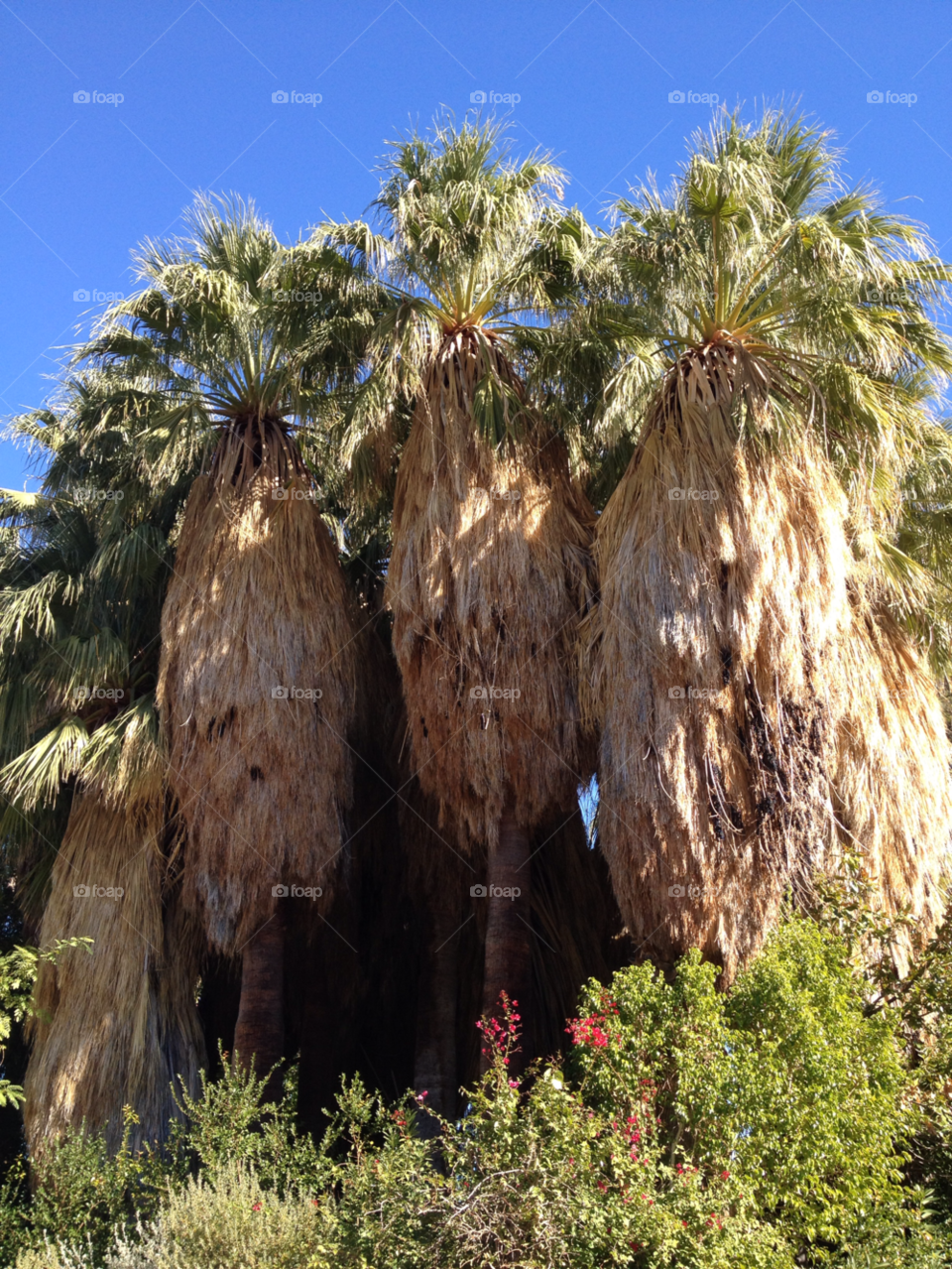 nature palm trees palm springs by whatnaomiloves