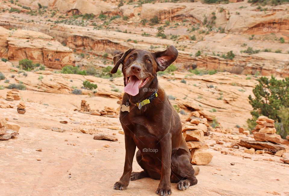 Chocolate lab sitting with tongue out and ear flapping in the wind on a beautiful summer day in Moab, Utah. 