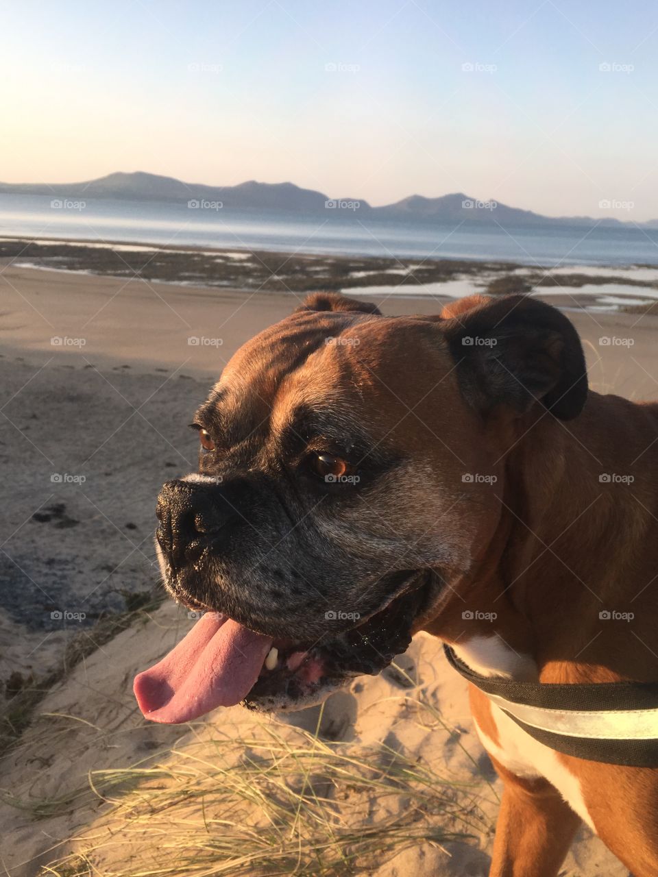 My 9 year old boxer in Anglesey ❤️