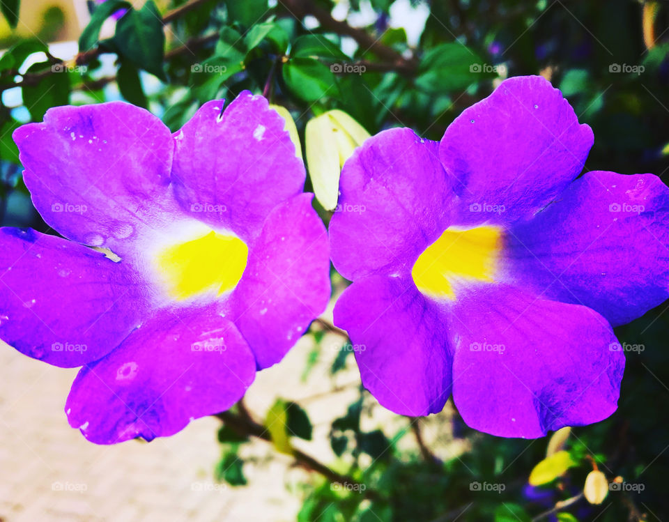 🌹 🇺🇸 Very beautiful flowers to brighten our day.  Live nature and its beauty. Did you like the delicate petals? / 🇧🇷 Flores muito bonitas para alegrar nosso dia. Viva a natureza e sua beleza. Gostaram das pétalas delicadas? 