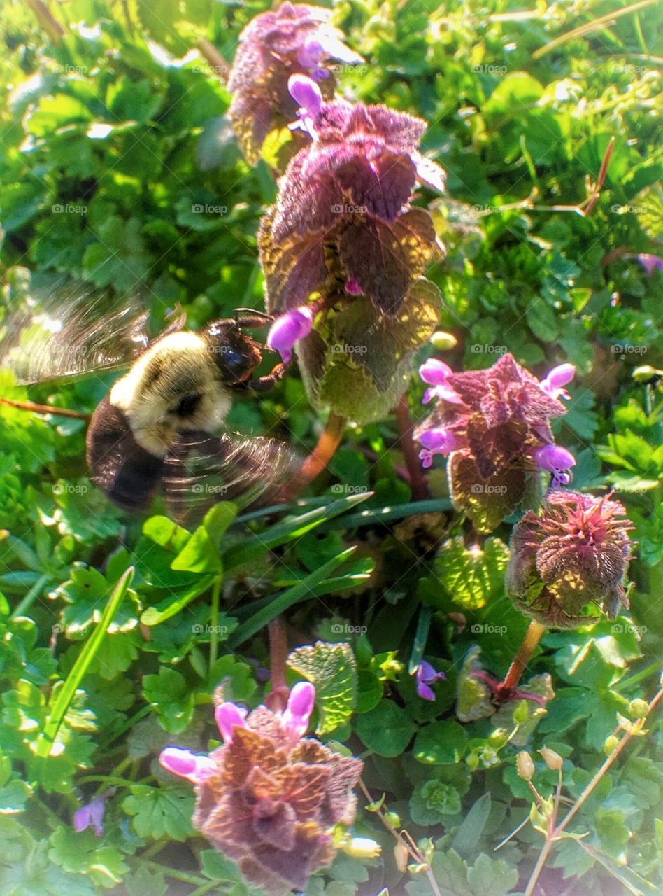 Bumble bee on a flower