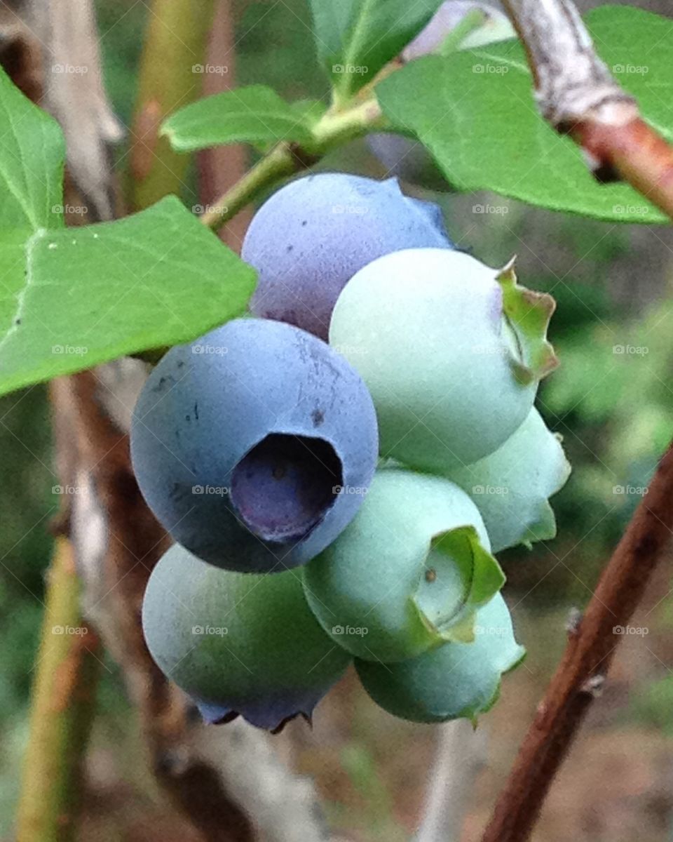 Blueberry bunch