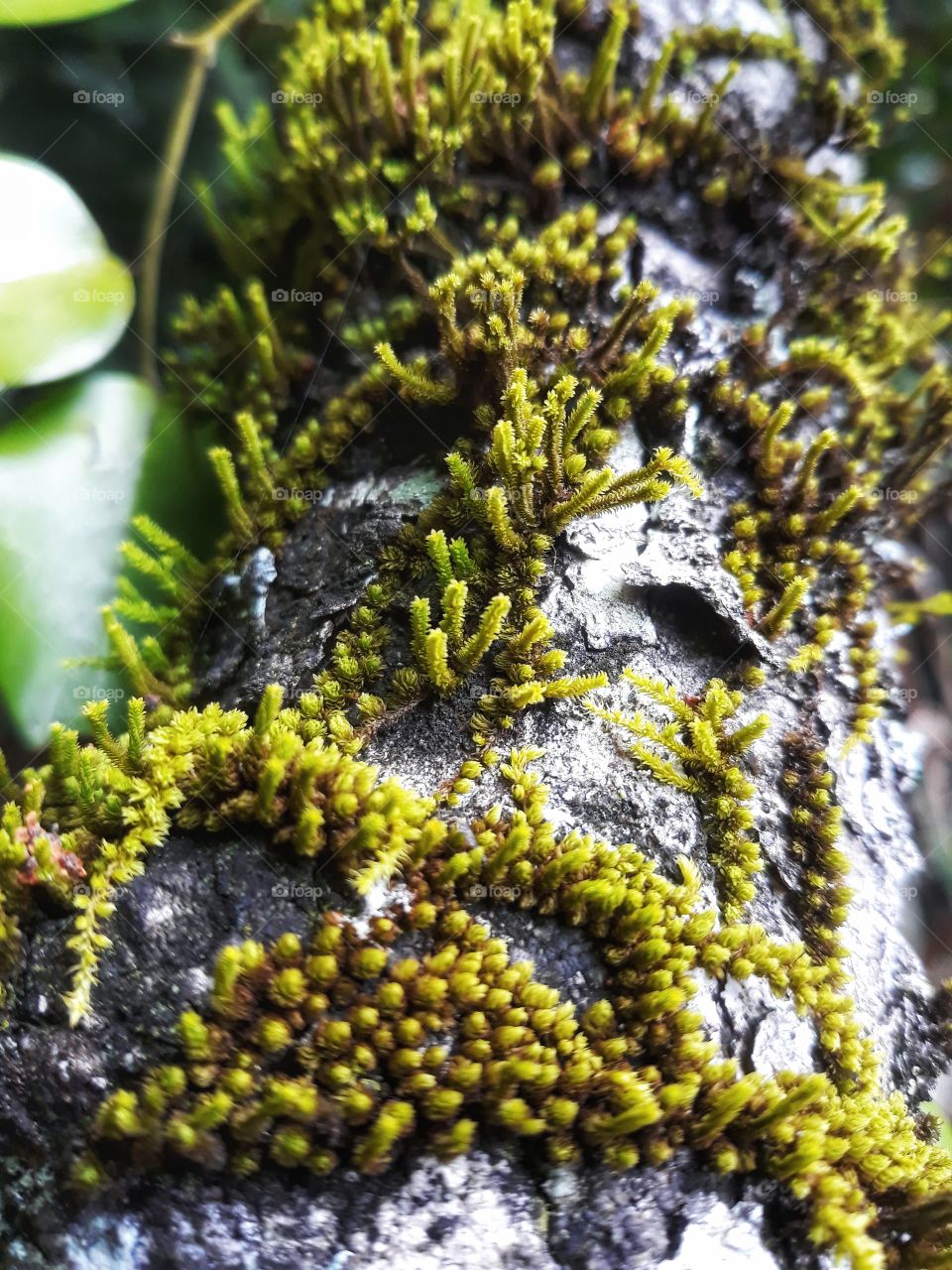 deep in the rain forest