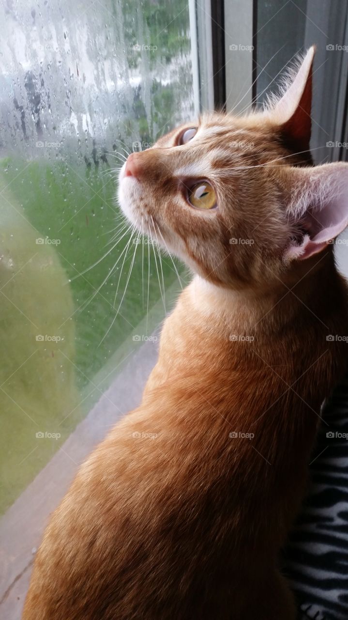 Cat Looking Out The Window. Recently rescued orange cat enjoying the indoor life. He is looking out the window during a light spring drizzle. 