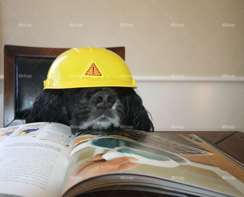 Buddy the construction project leader 