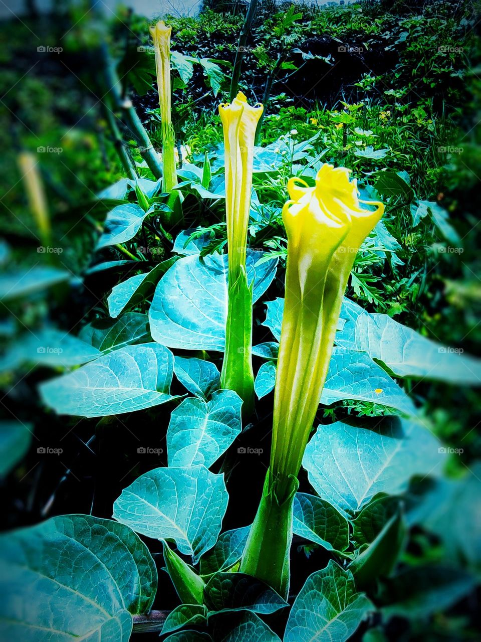 Easy roadside flowers
