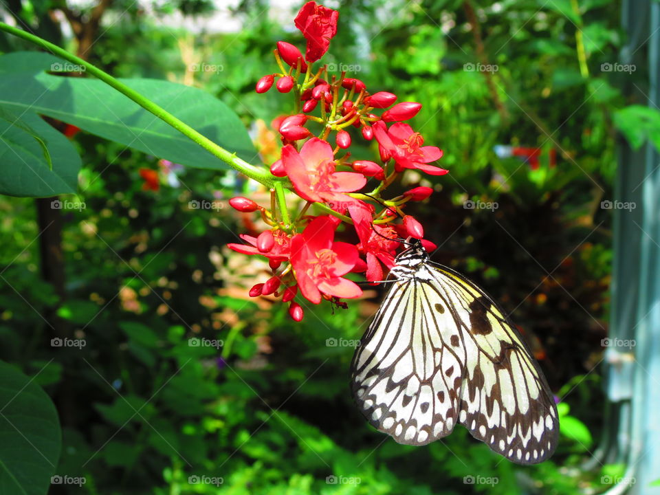 Butterfly pollinating on flower