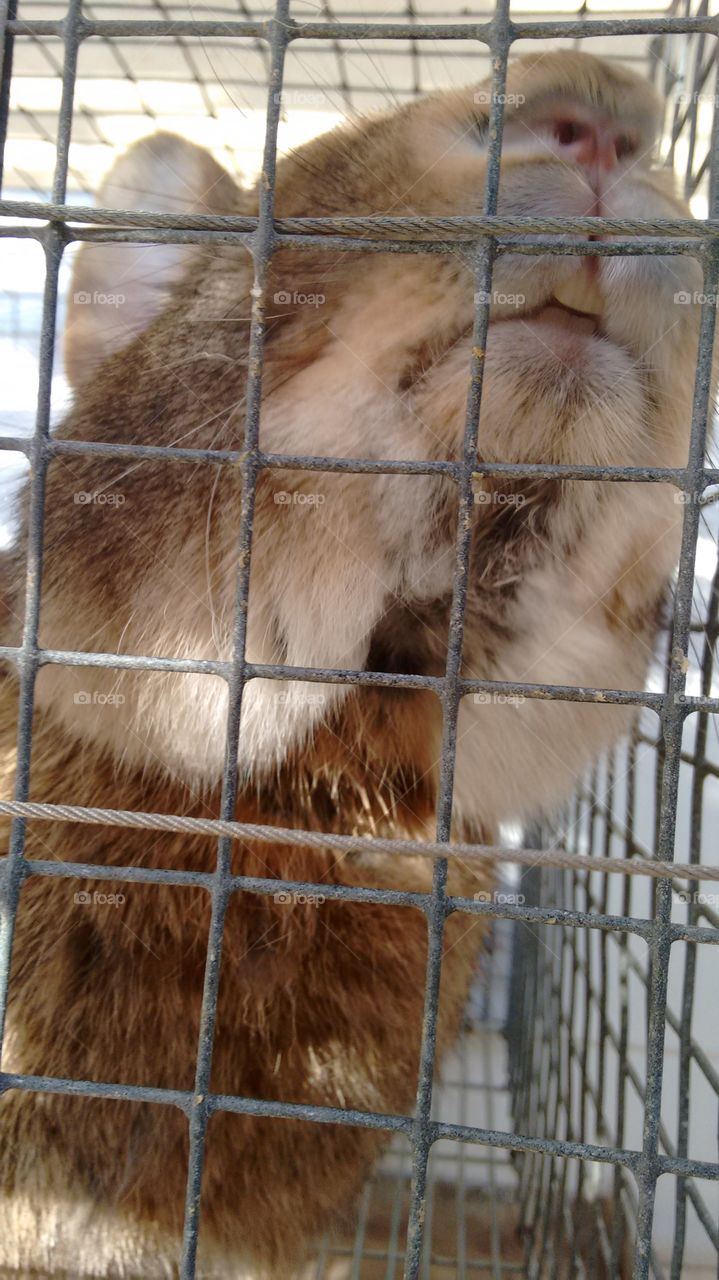 Rabbit. Close up of a rabbit at a petting zoo