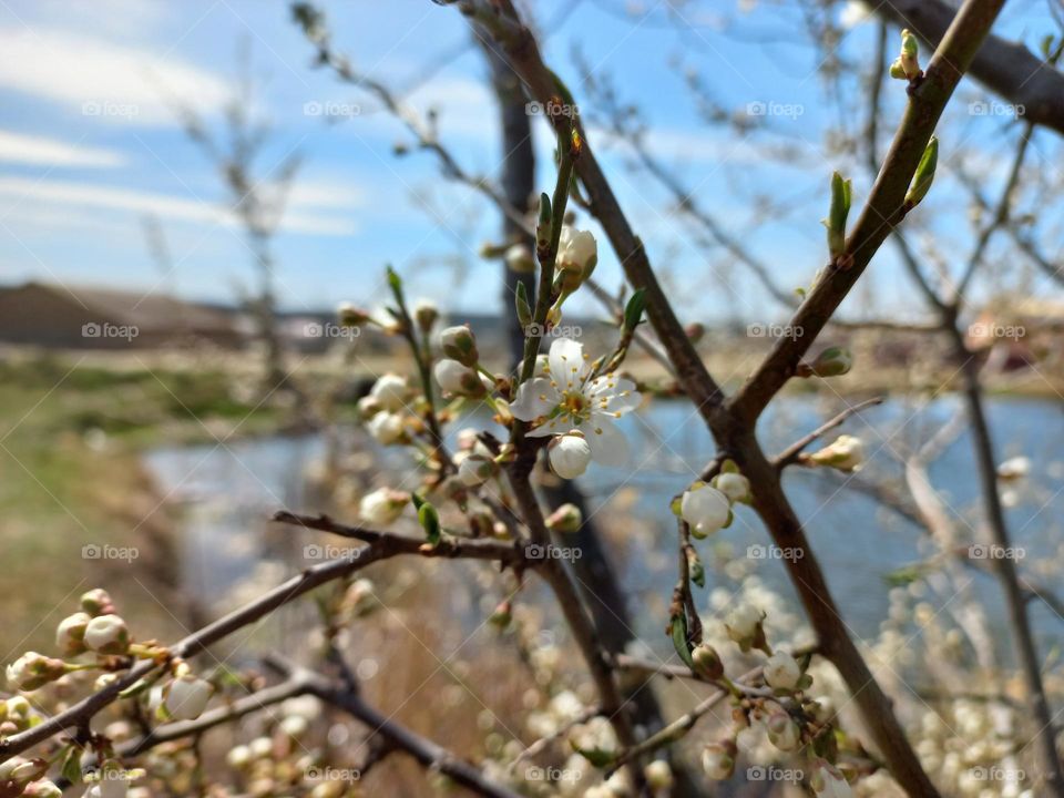 branches of a flowering plum tree on the shore of the lake