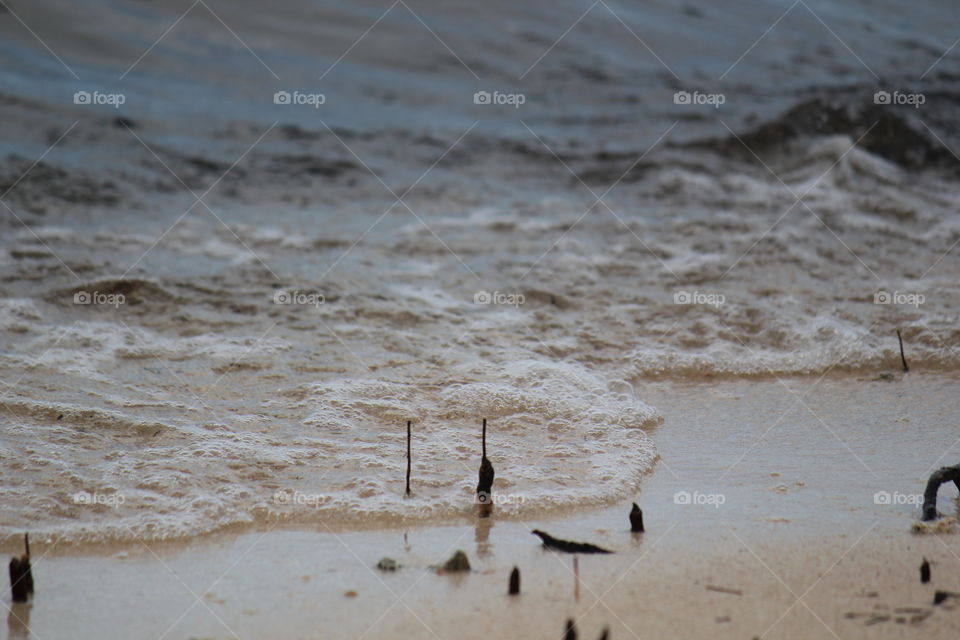 Mangrove sprouting in the shoreline at the beach