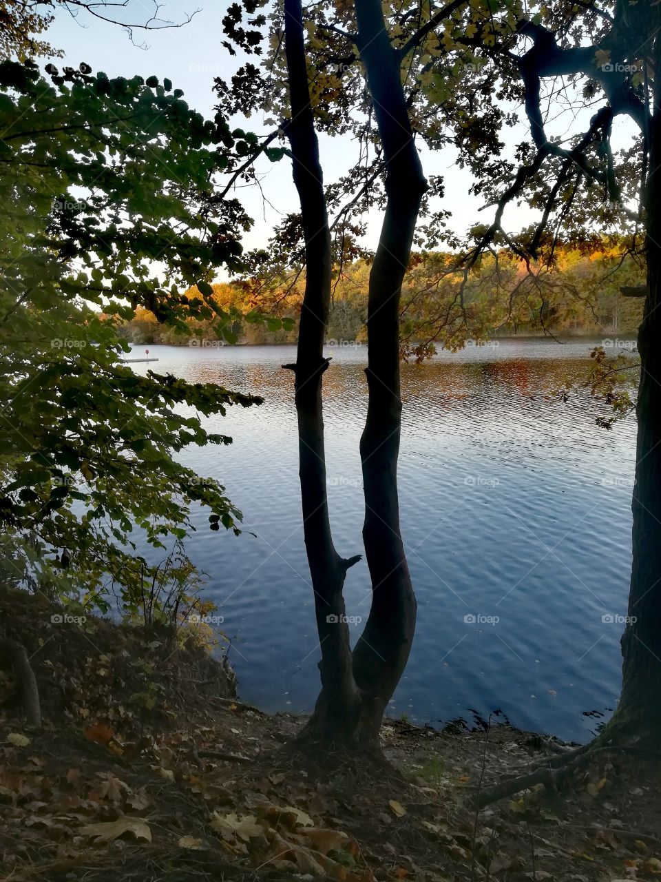 Beautifull lake in forest