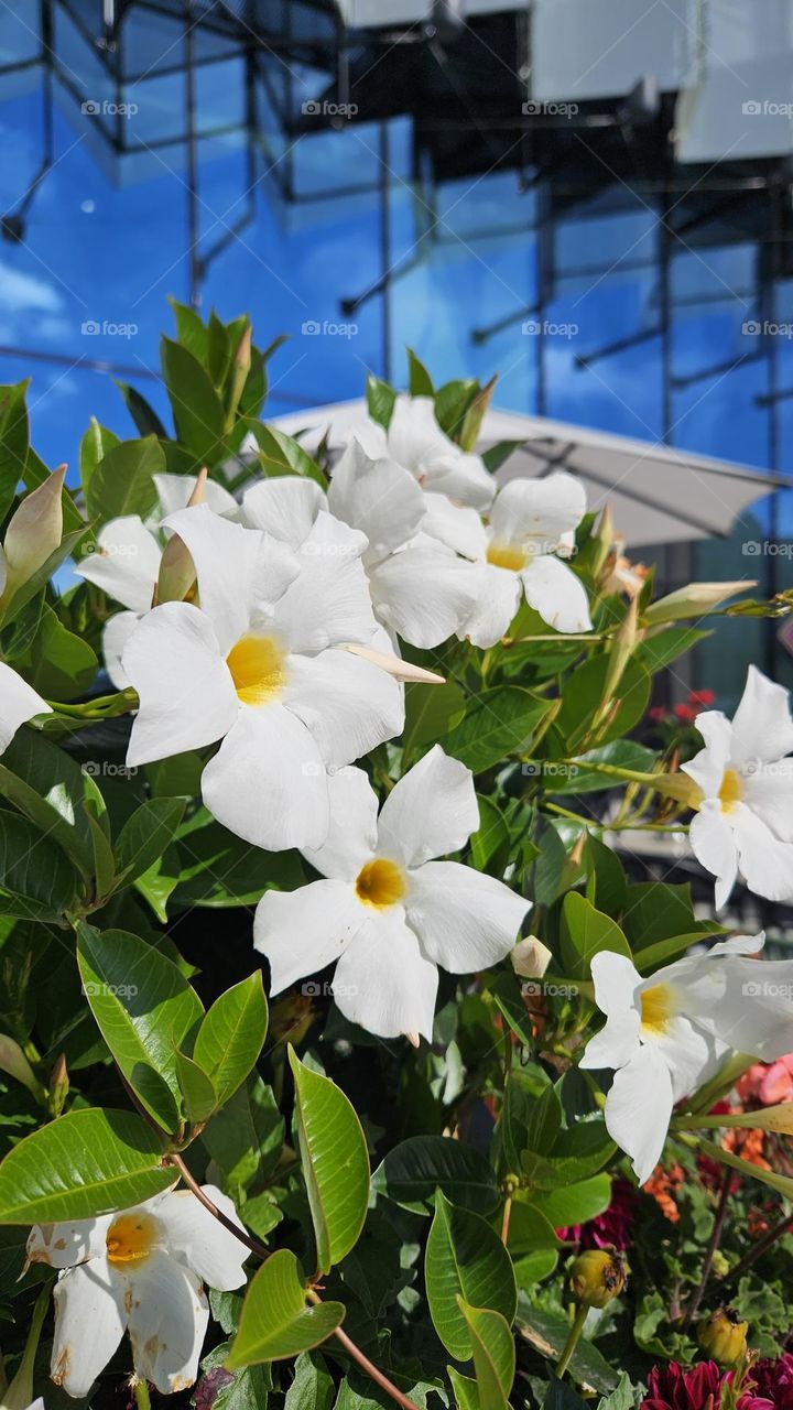 A really beautiful and delicate Mandevilla Sanderi blooms outside in summer in front of the building