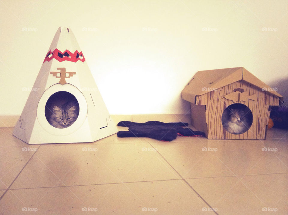 A house for each cat