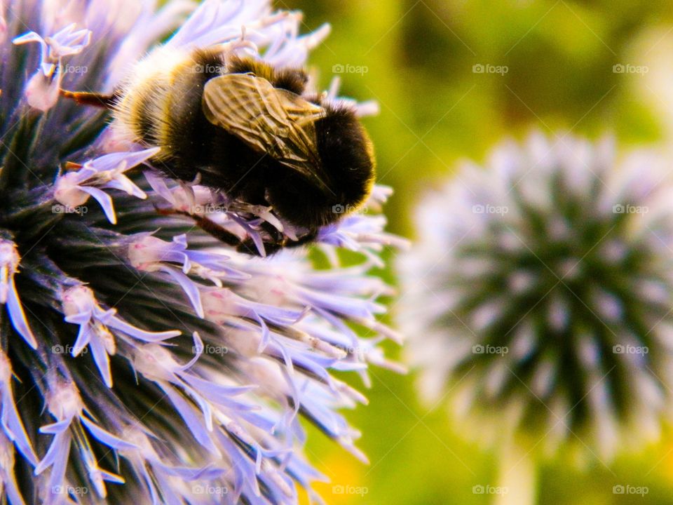 Bee