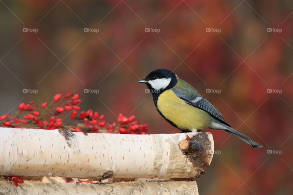 Great tit