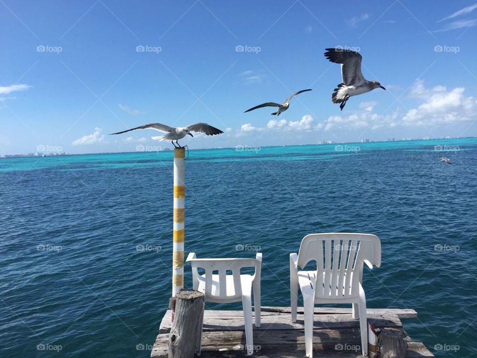 birds at pier, Isla Mujeres