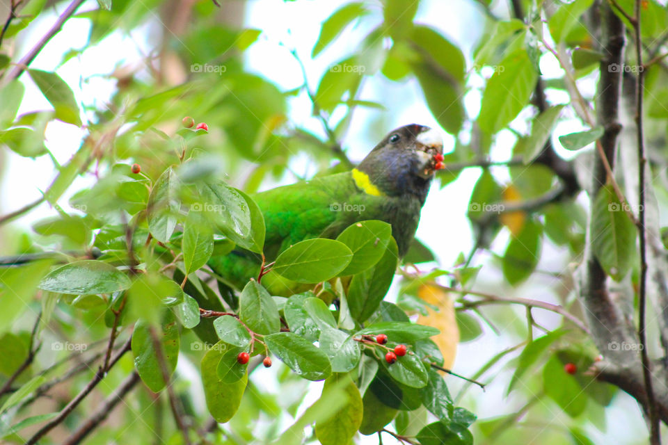 Australian Ringneck eating berries