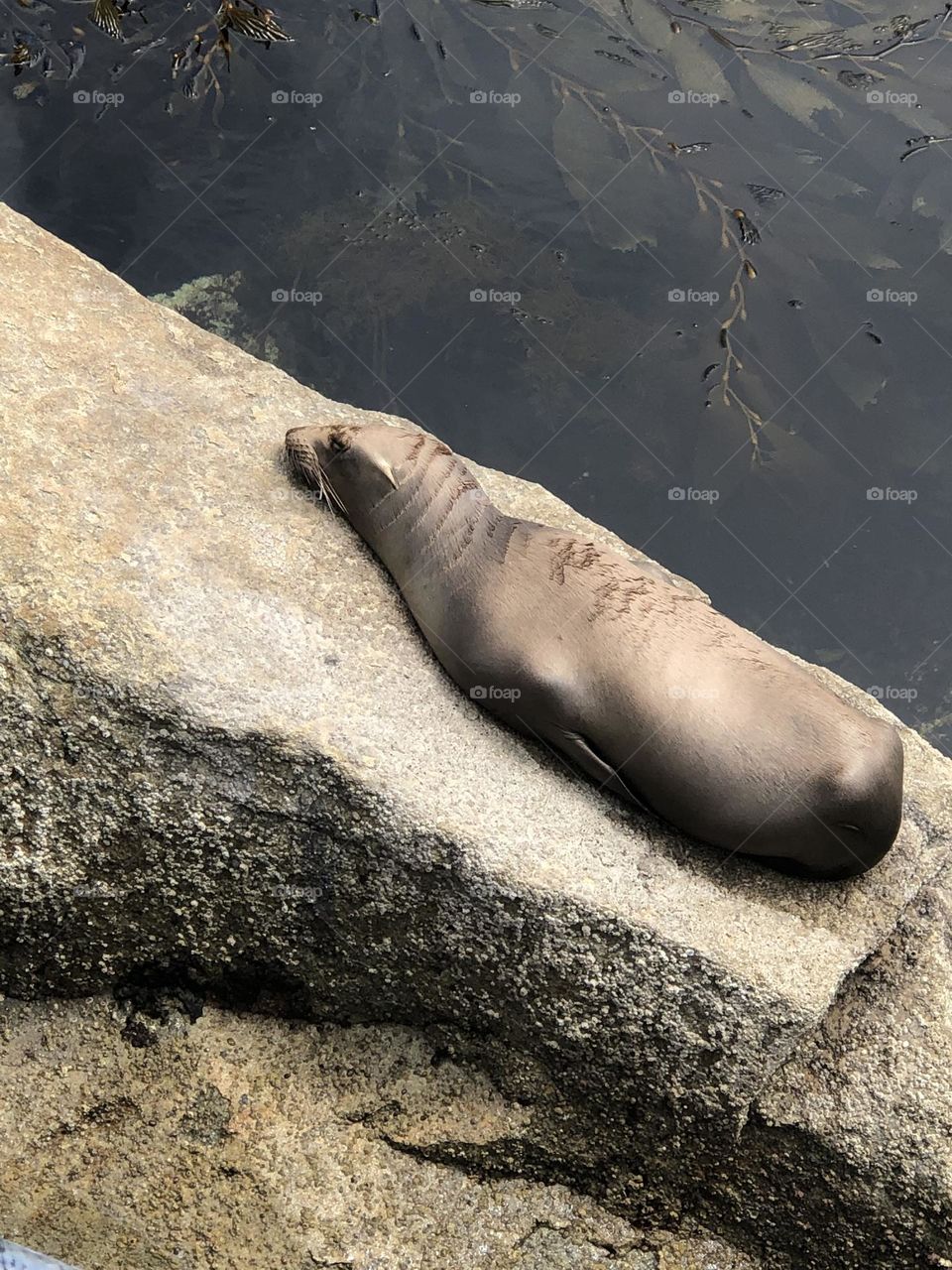 Sleeping sea lion