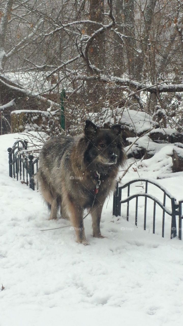 My older German Shepherd playing in the snow like her inner wolf.
