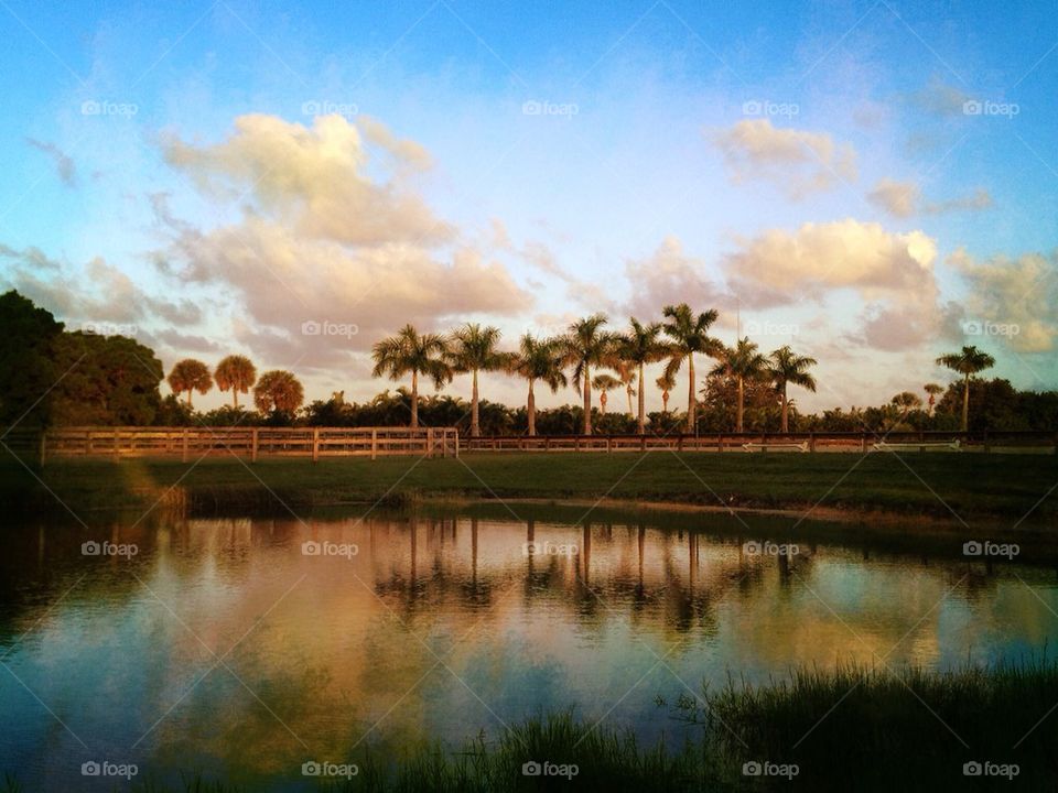 Pond reflections