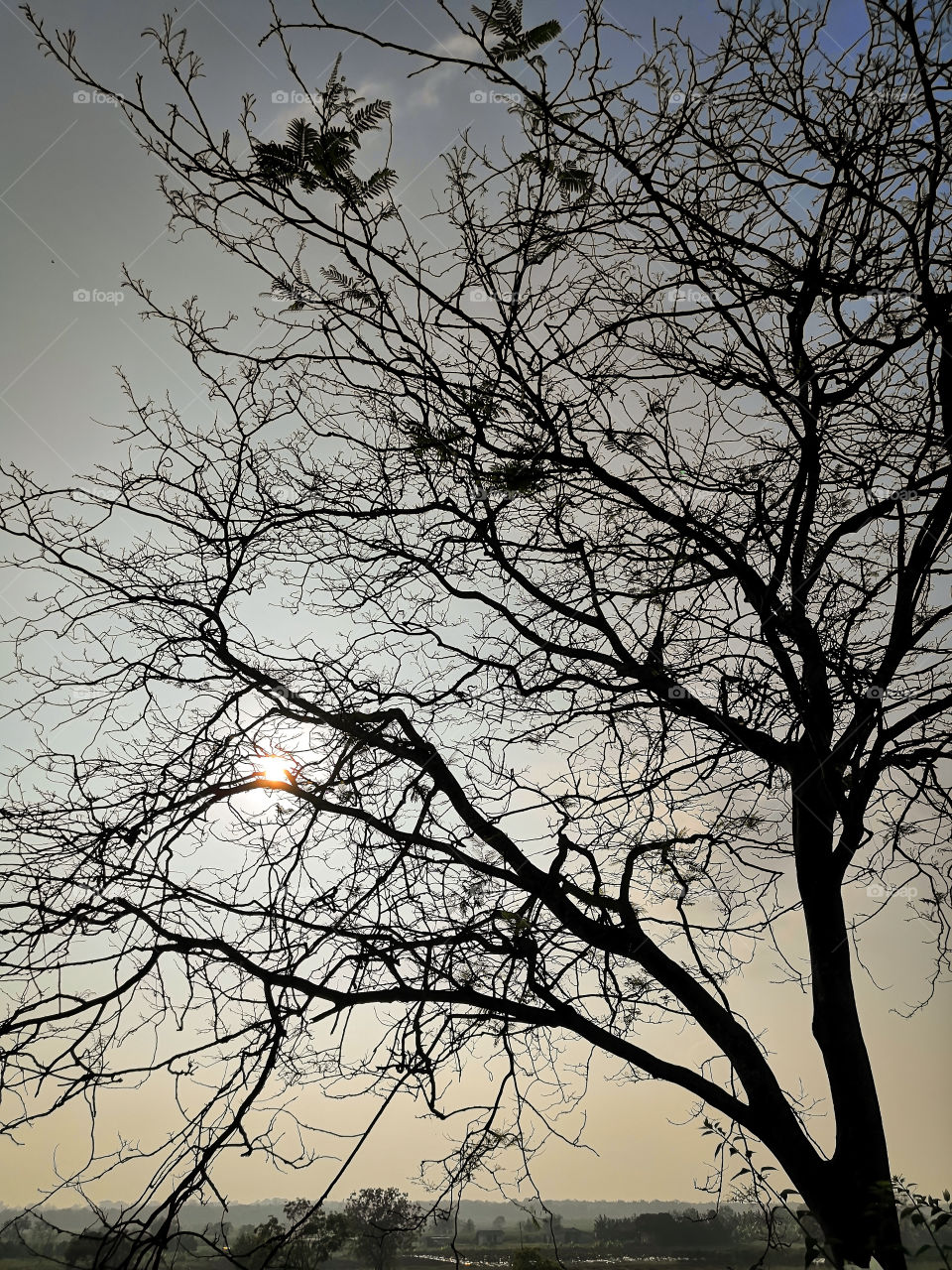 Dry trees with warm background