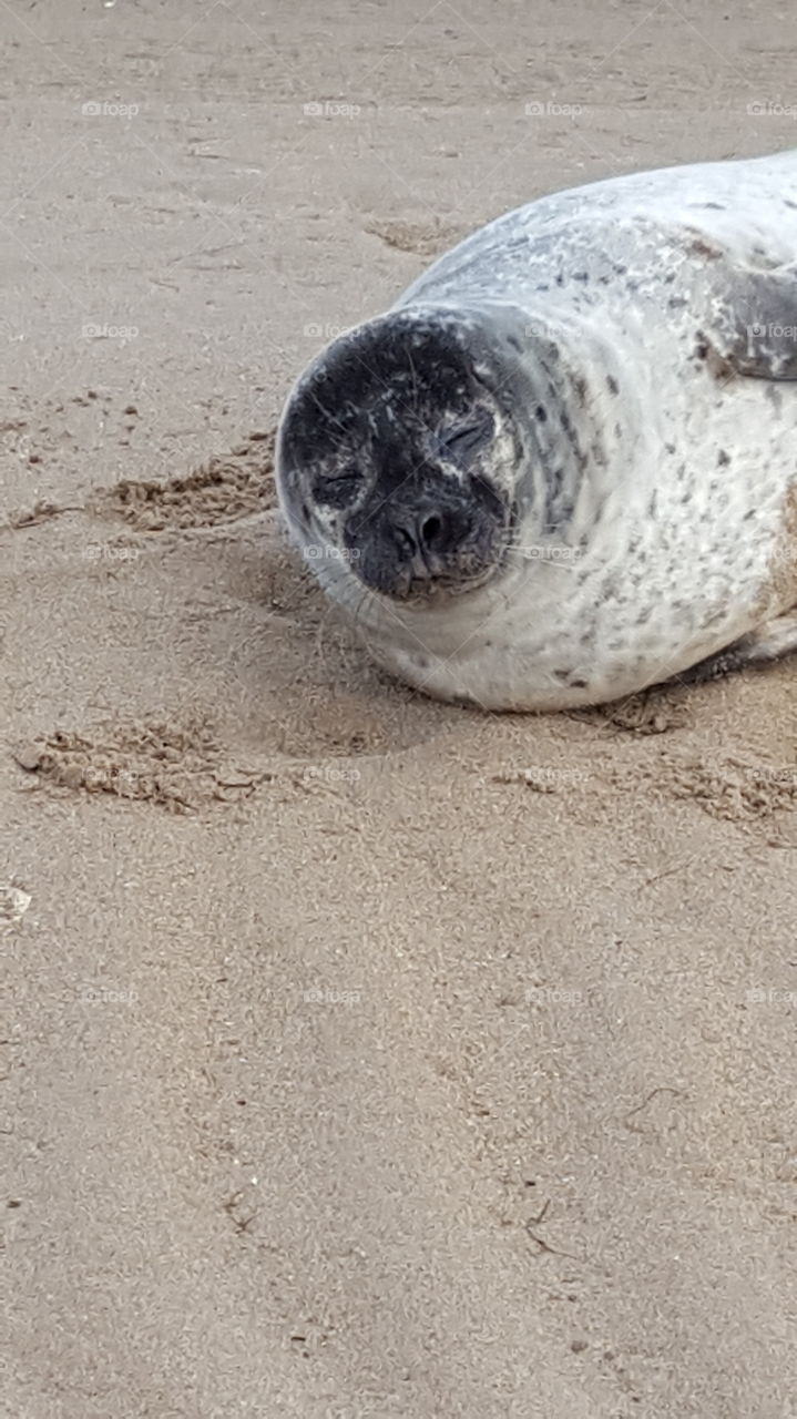 seal on sand