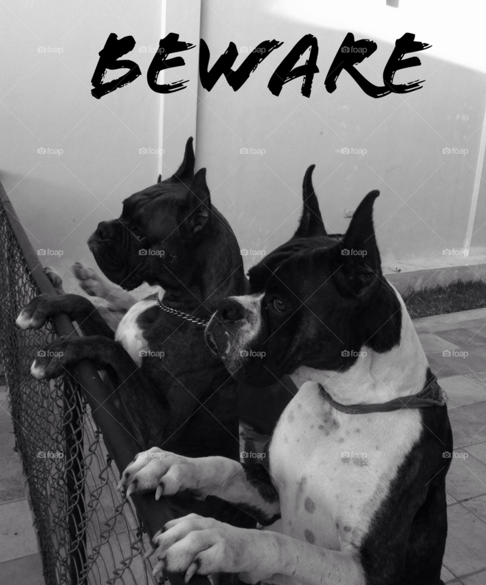 dog cool love pet by javiercorrea15