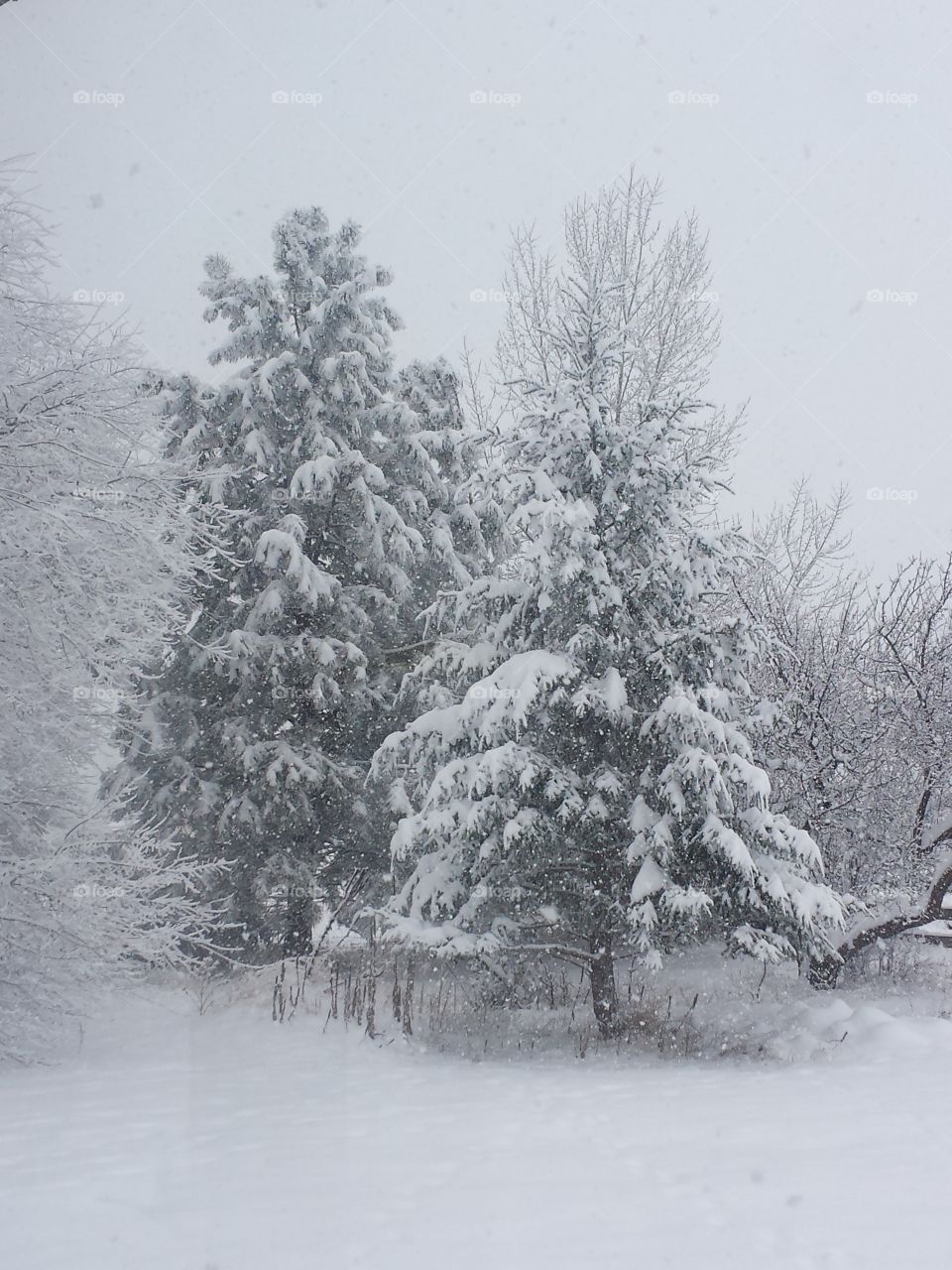 Snowing on snow laden trees