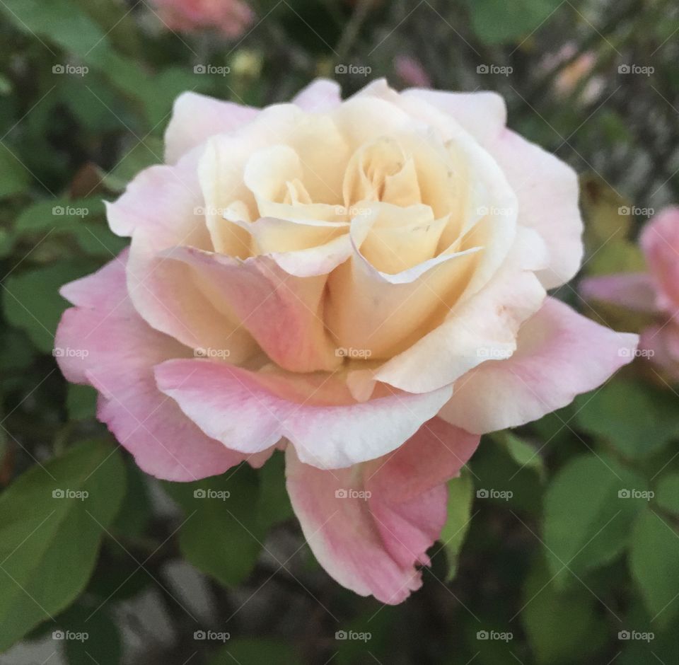 🌹 🇺🇸 Very beautiful flowers to brighten our day.  Live nature and its beauty. Did you like the delicate petals? / 🇧🇷 Flores muito bonitas para alegrar nosso dia. Viva a natureza e sua beleza. Gostaram das pétalas delicadas? 