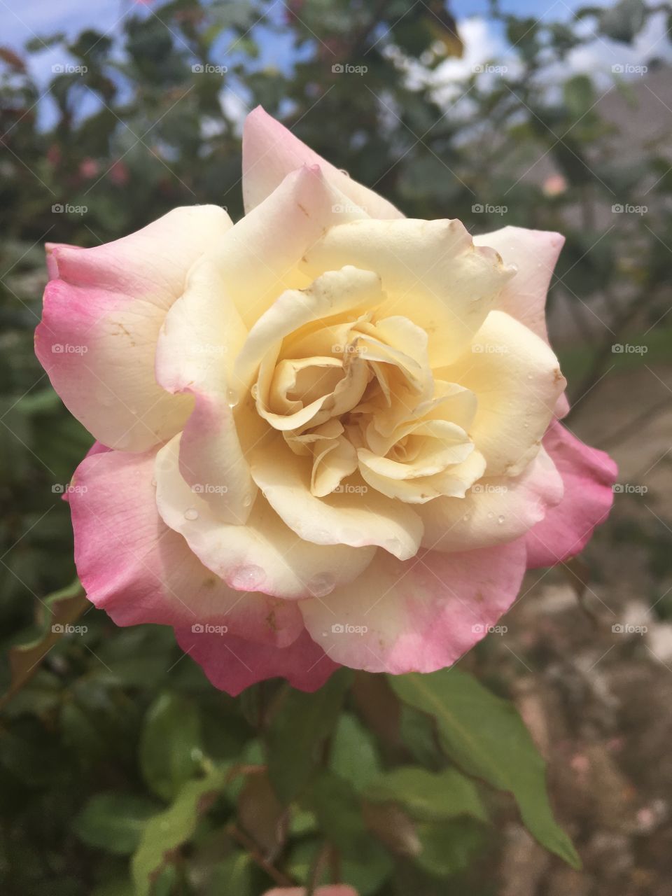 Nossa rosa Champagne. 
Perfeita!
🌹
#flor
#flowers
#jardinagem é nosso #hobby