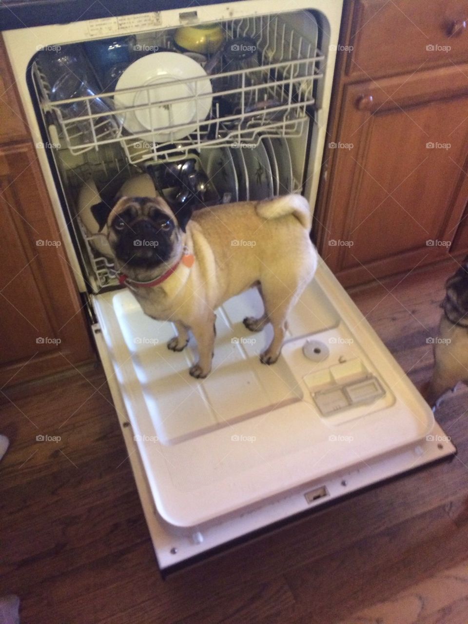 Pugs can do the dishes 