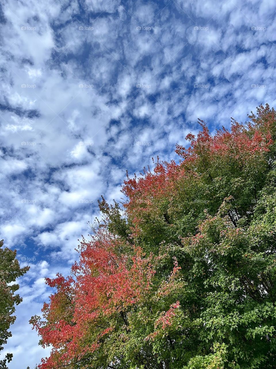 Sky view from suburban backyard through fall tree leaves looking up at cool cloud pattern