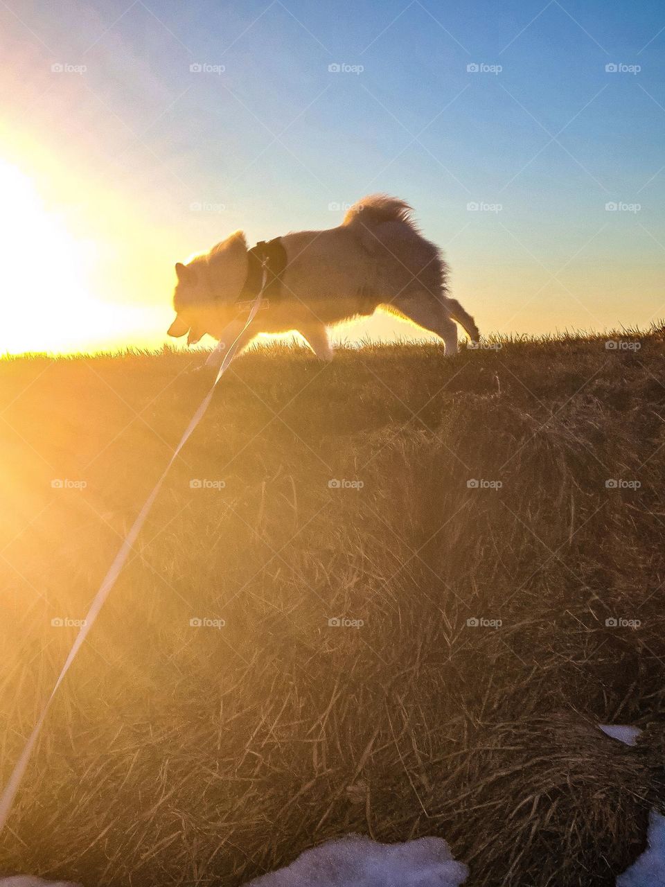 dog in the sun